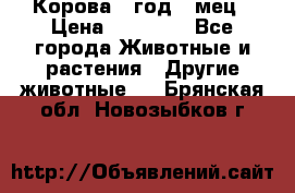 Корова 1 год 4 мец › Цена ­ 27 000 - Все города Животные и растения » Другие животные   . Брянская обл.,Новозыбков г.